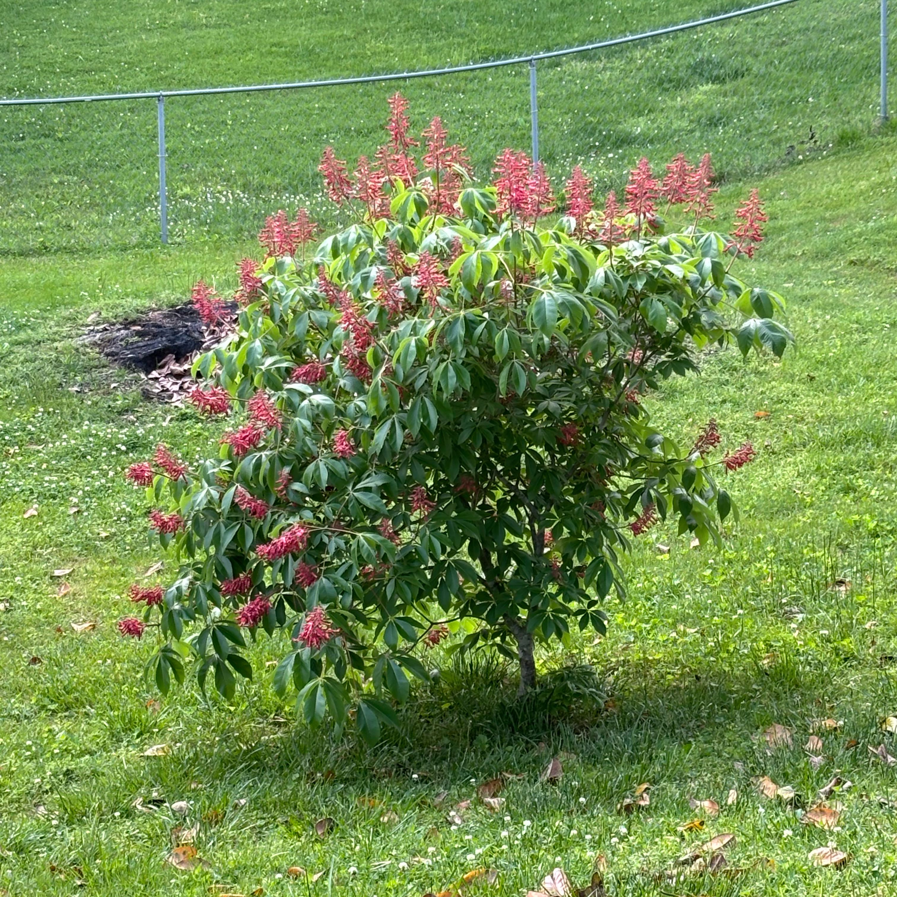 Red Buckeye