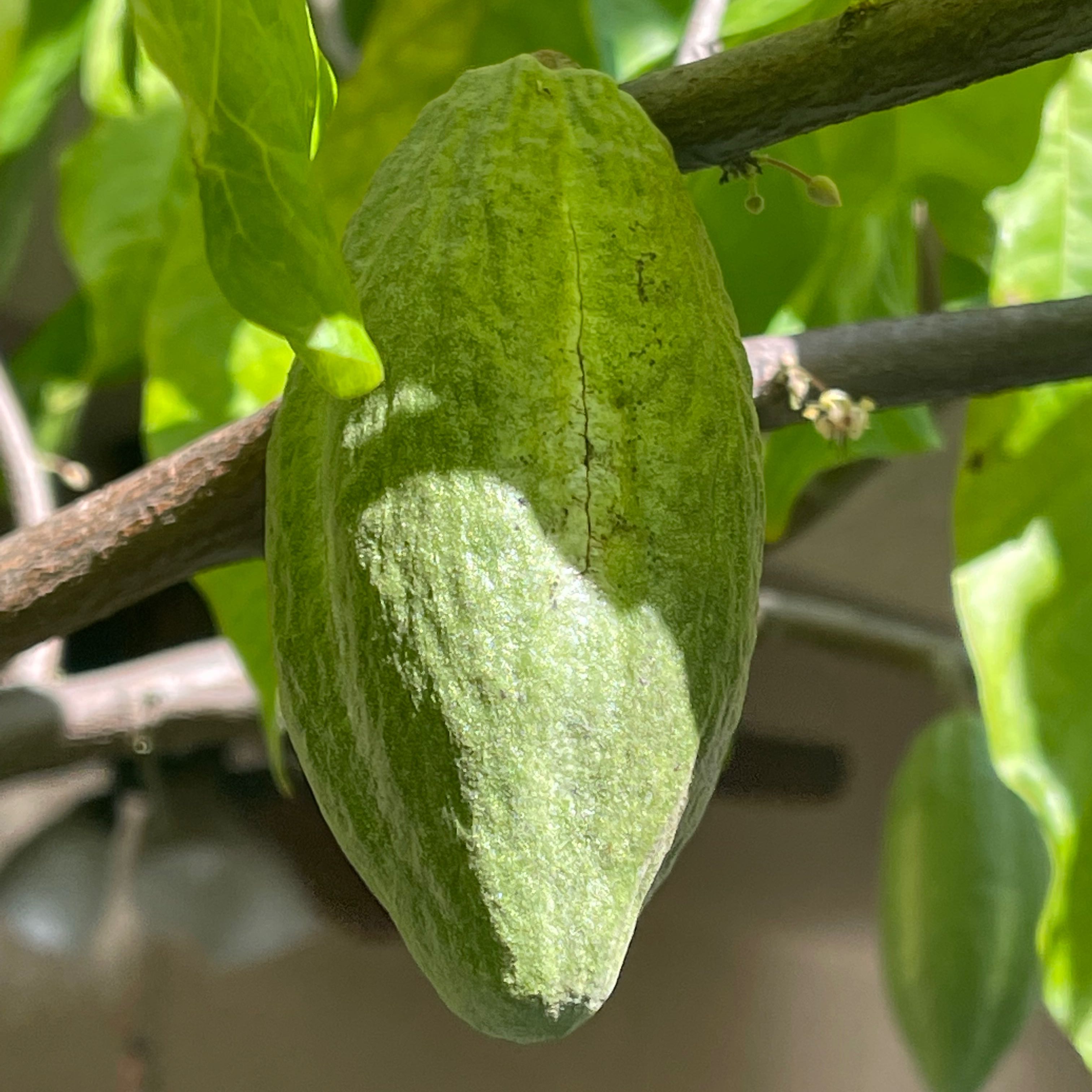 Cacao Tree