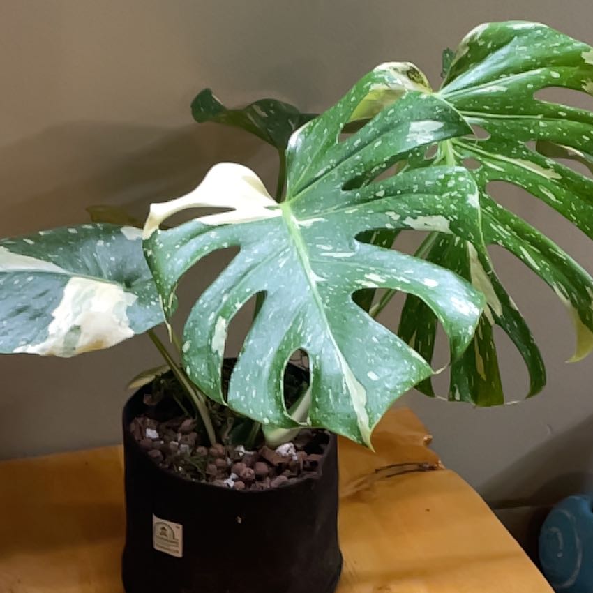 Thai Constellation Monstera