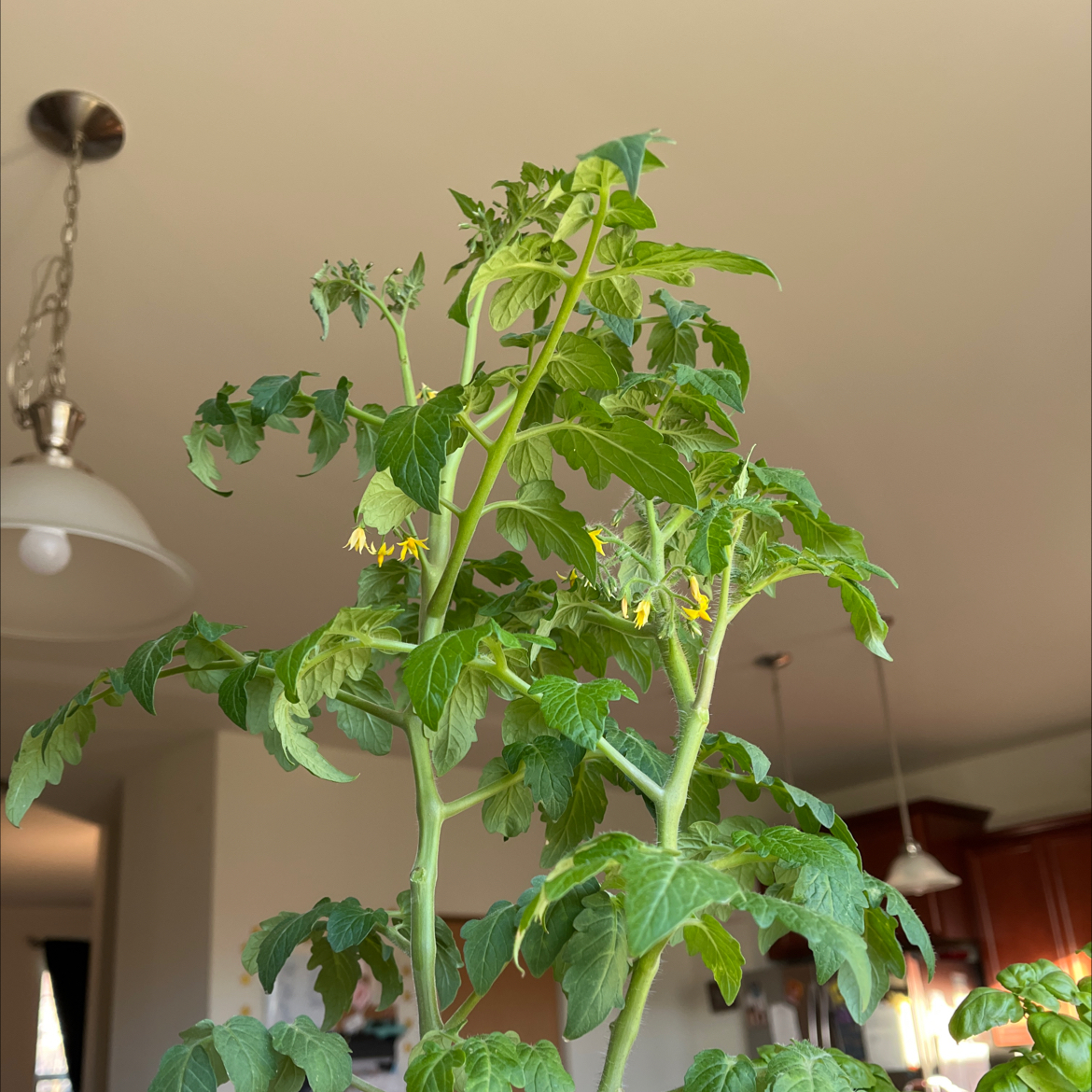 Tomato Plant