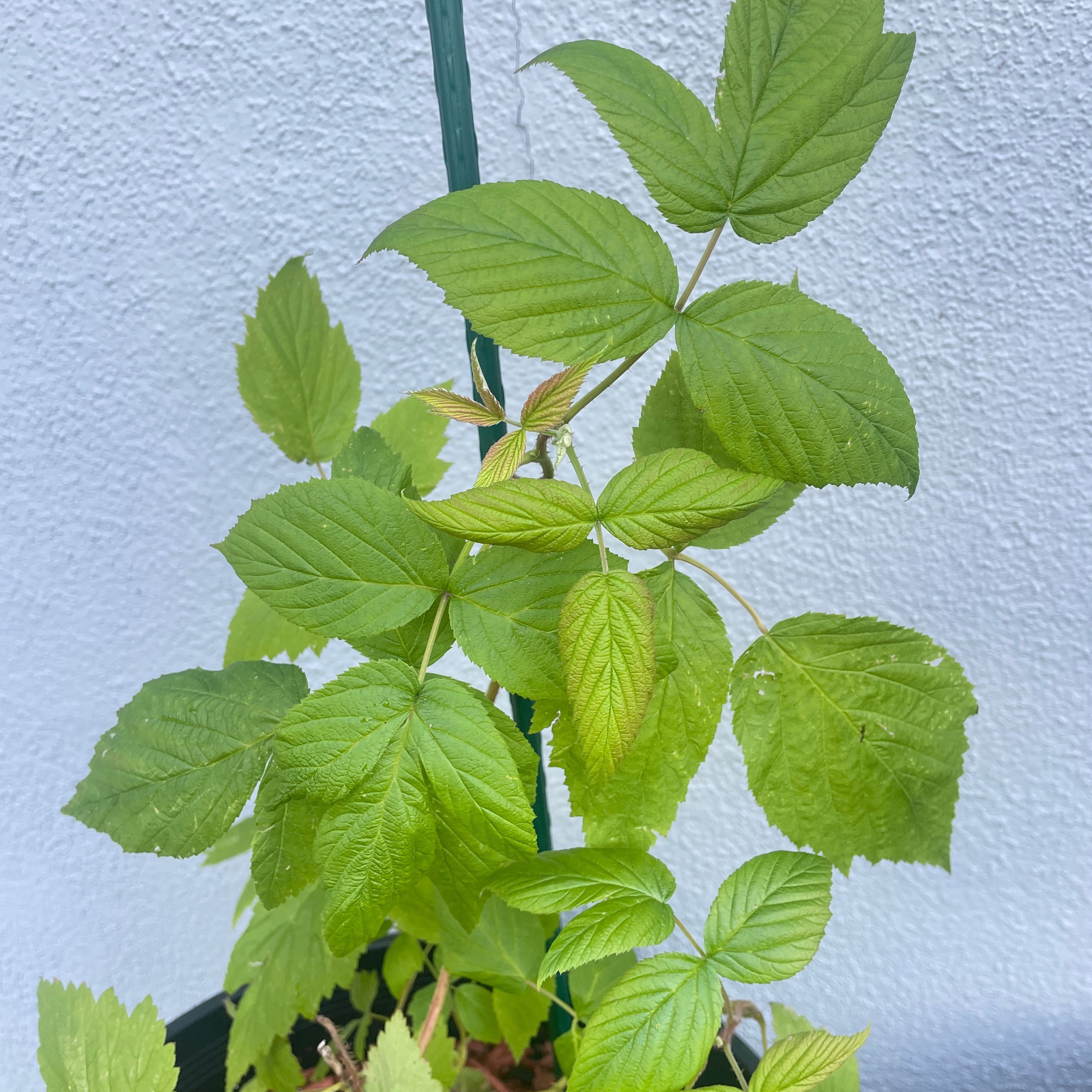 Heritage Raspberry