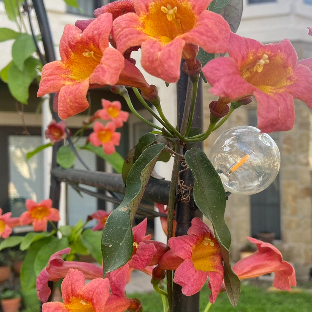 Crossvine