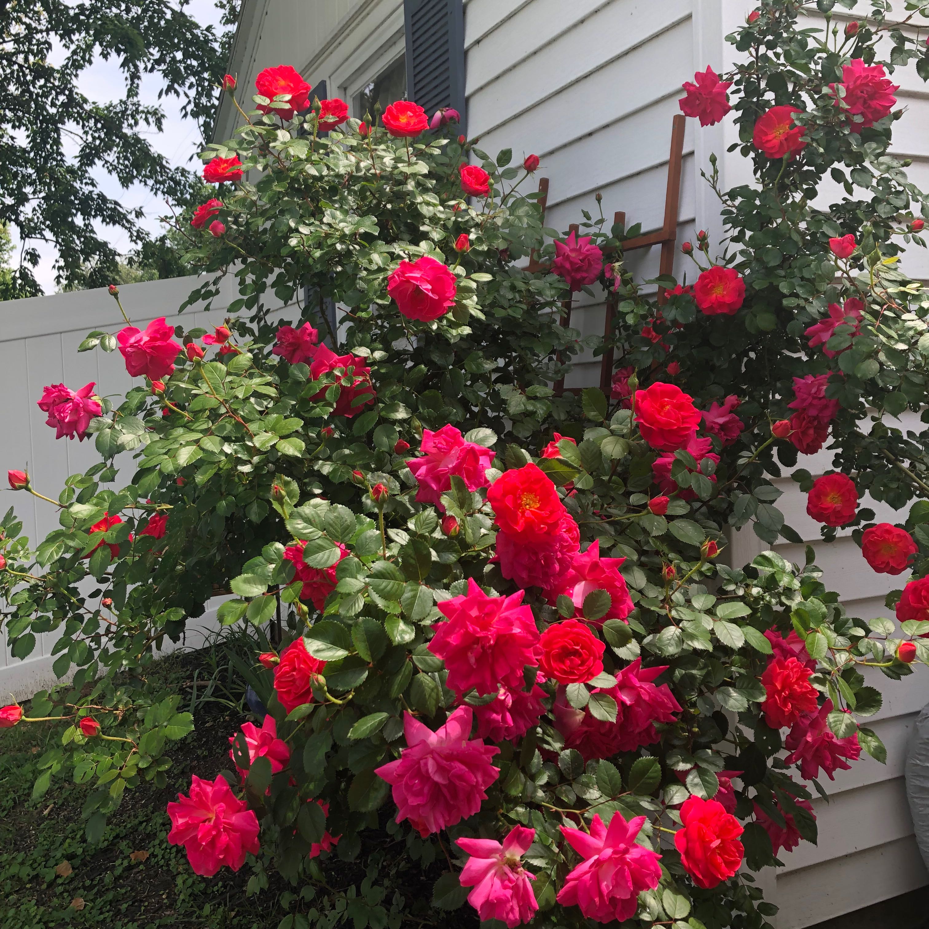 Mini Rose