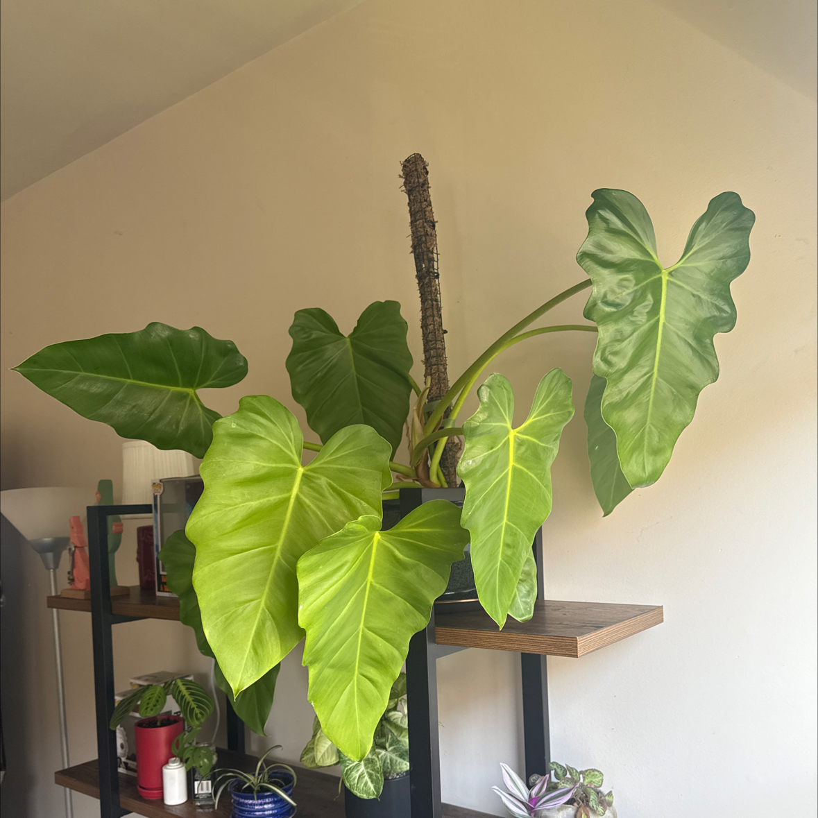 Elephant Ear Philodendron