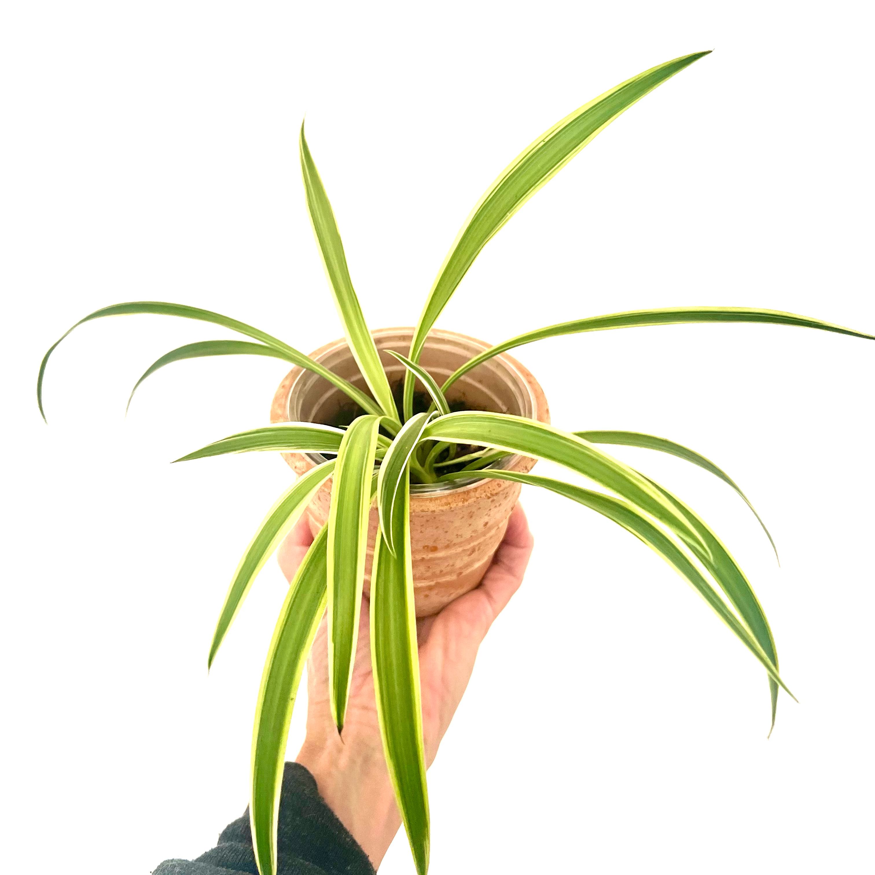 Spider Plant