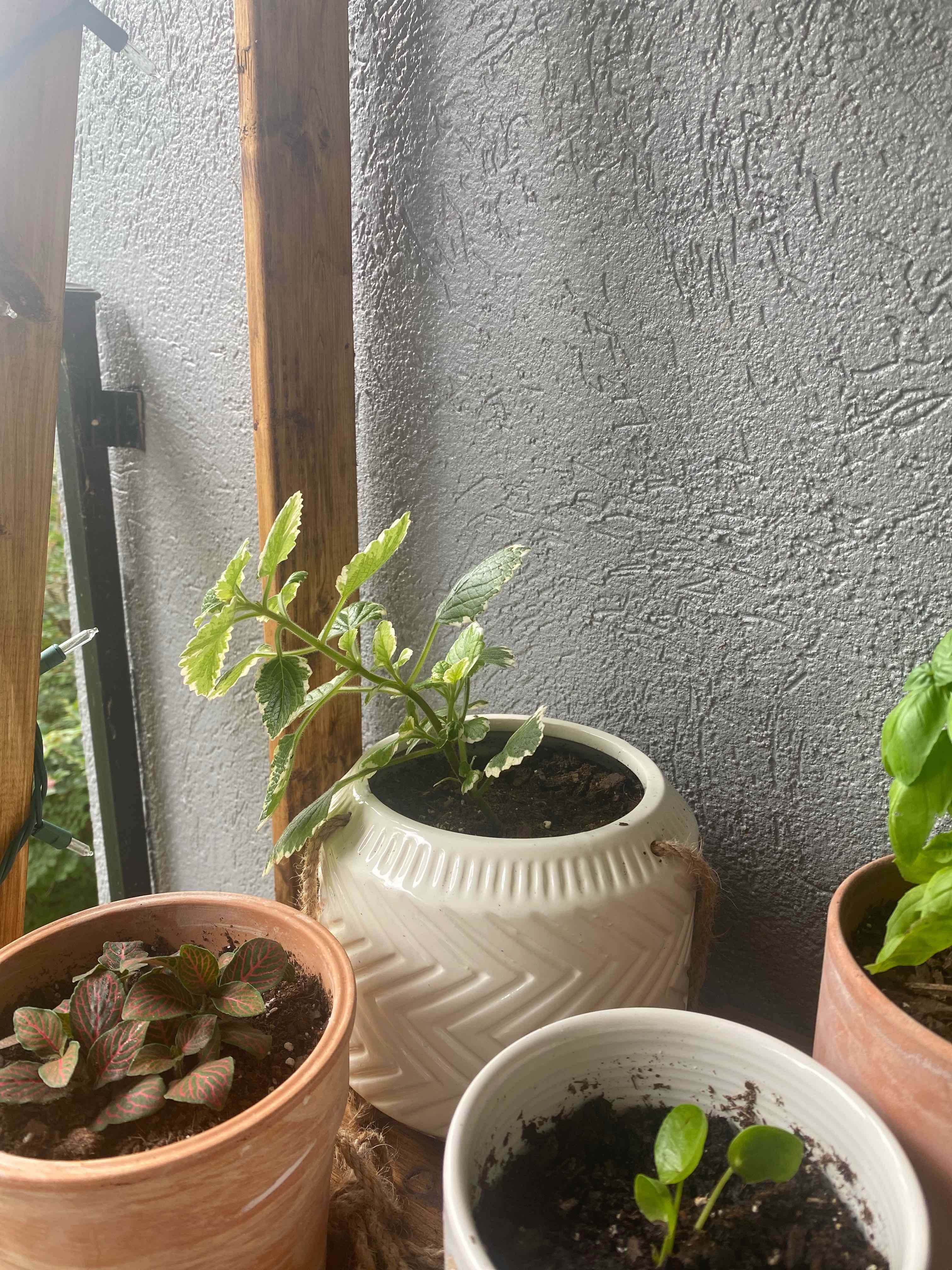 White-Edged Swedish Ivy