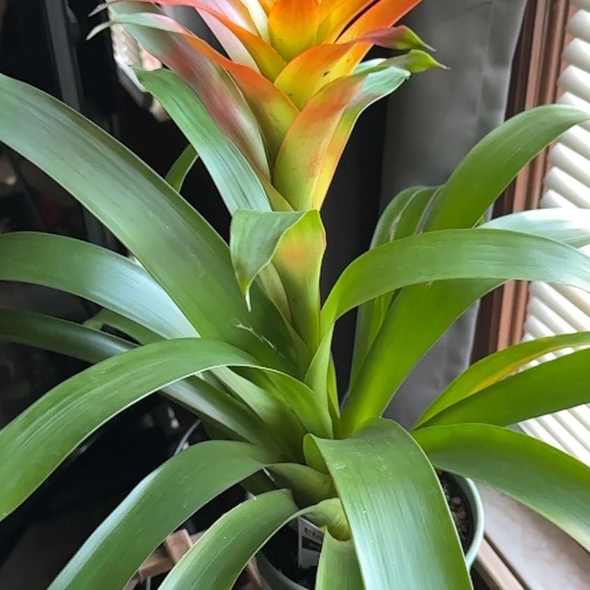 Bromeliad