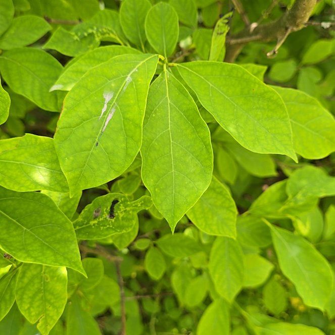 Spicebush