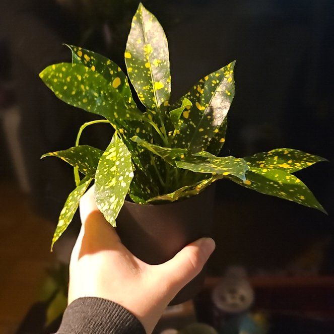 Gold Dust Croton