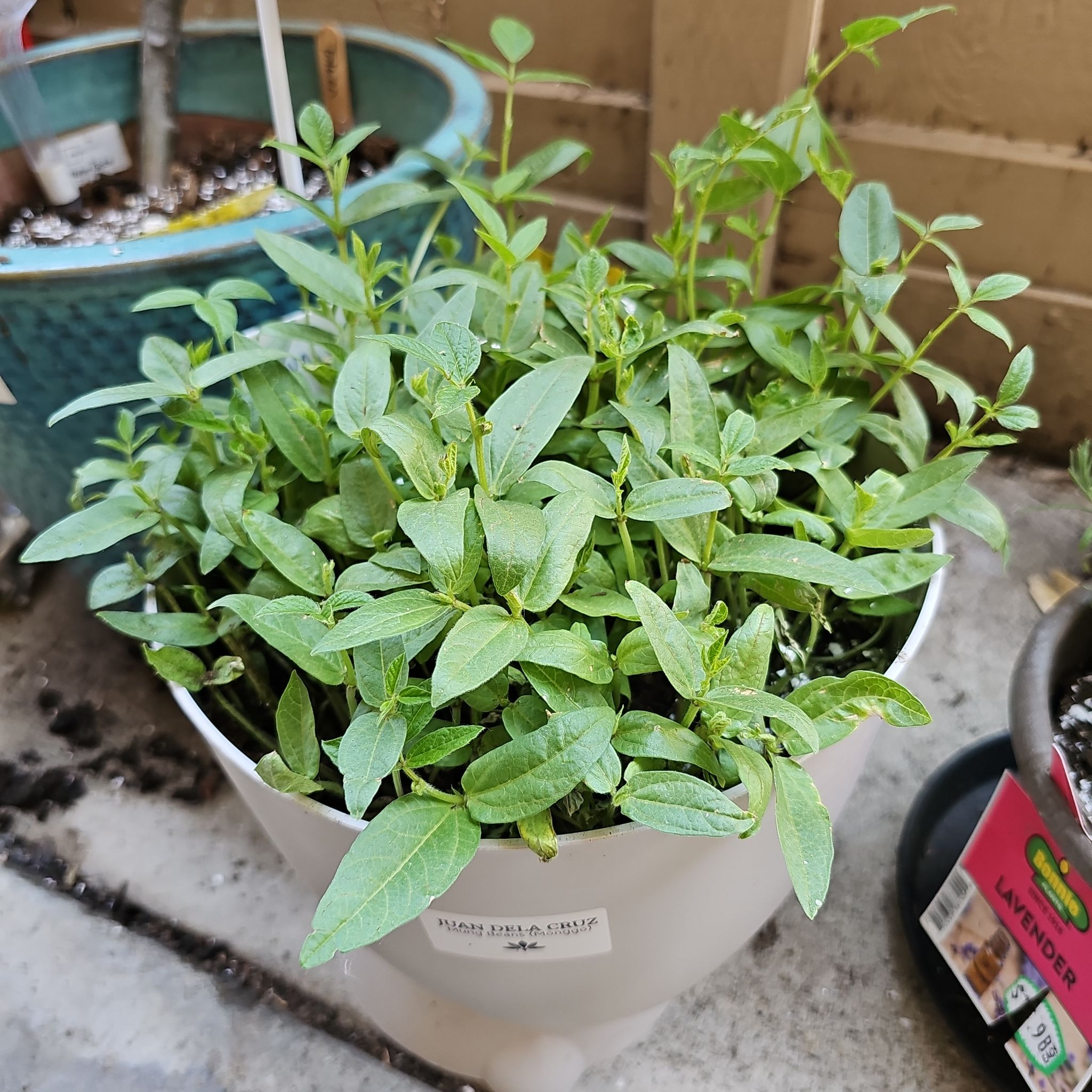 Mung Beans