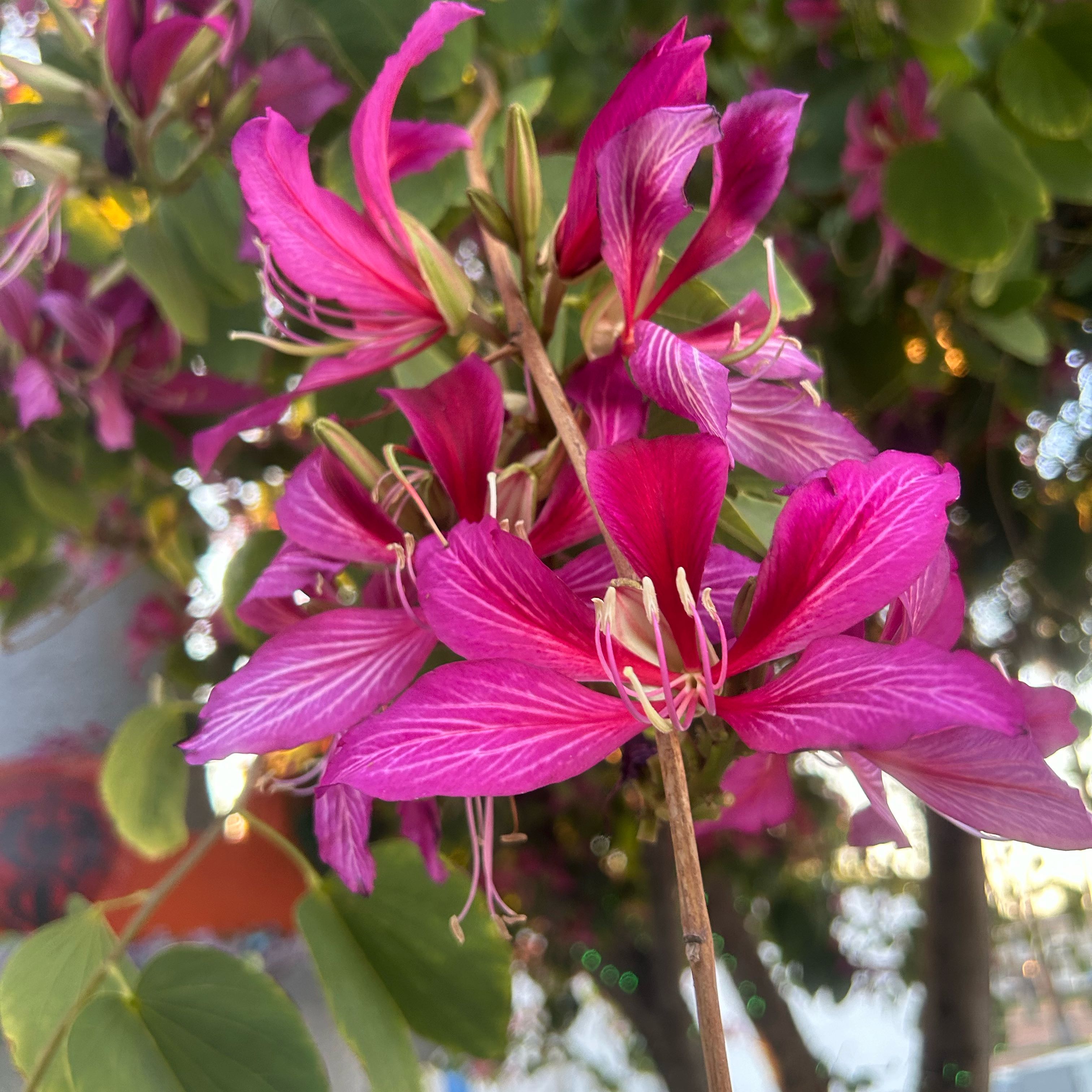 Orchid Tree