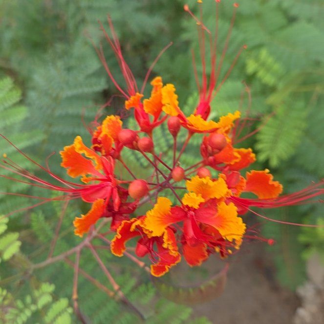 Dwarf Poinciana