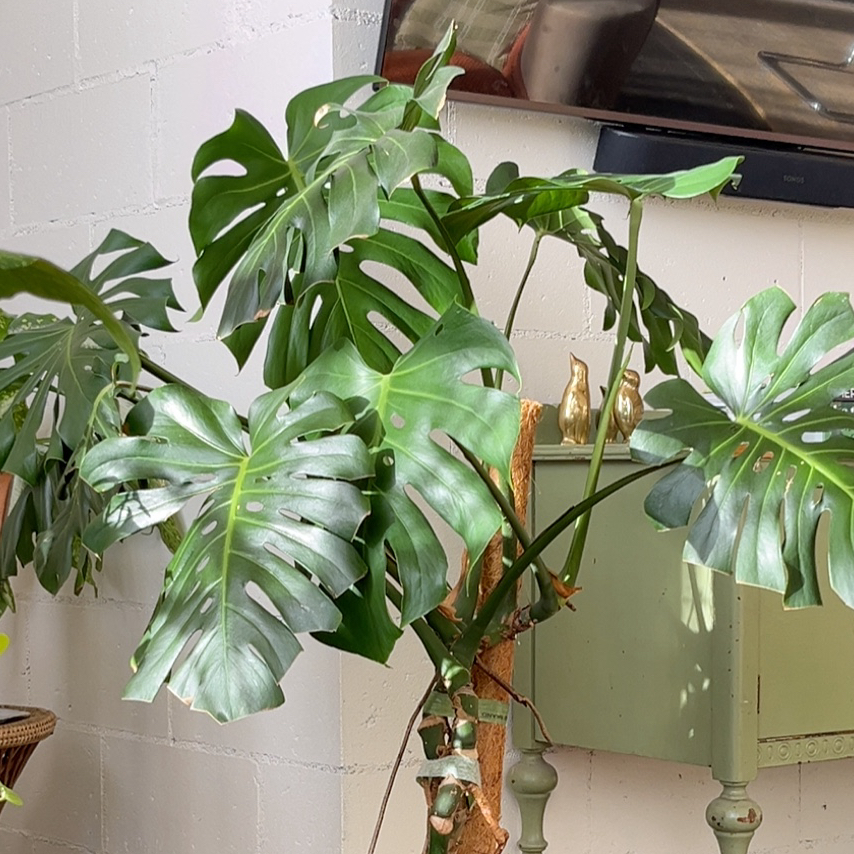 Monstera