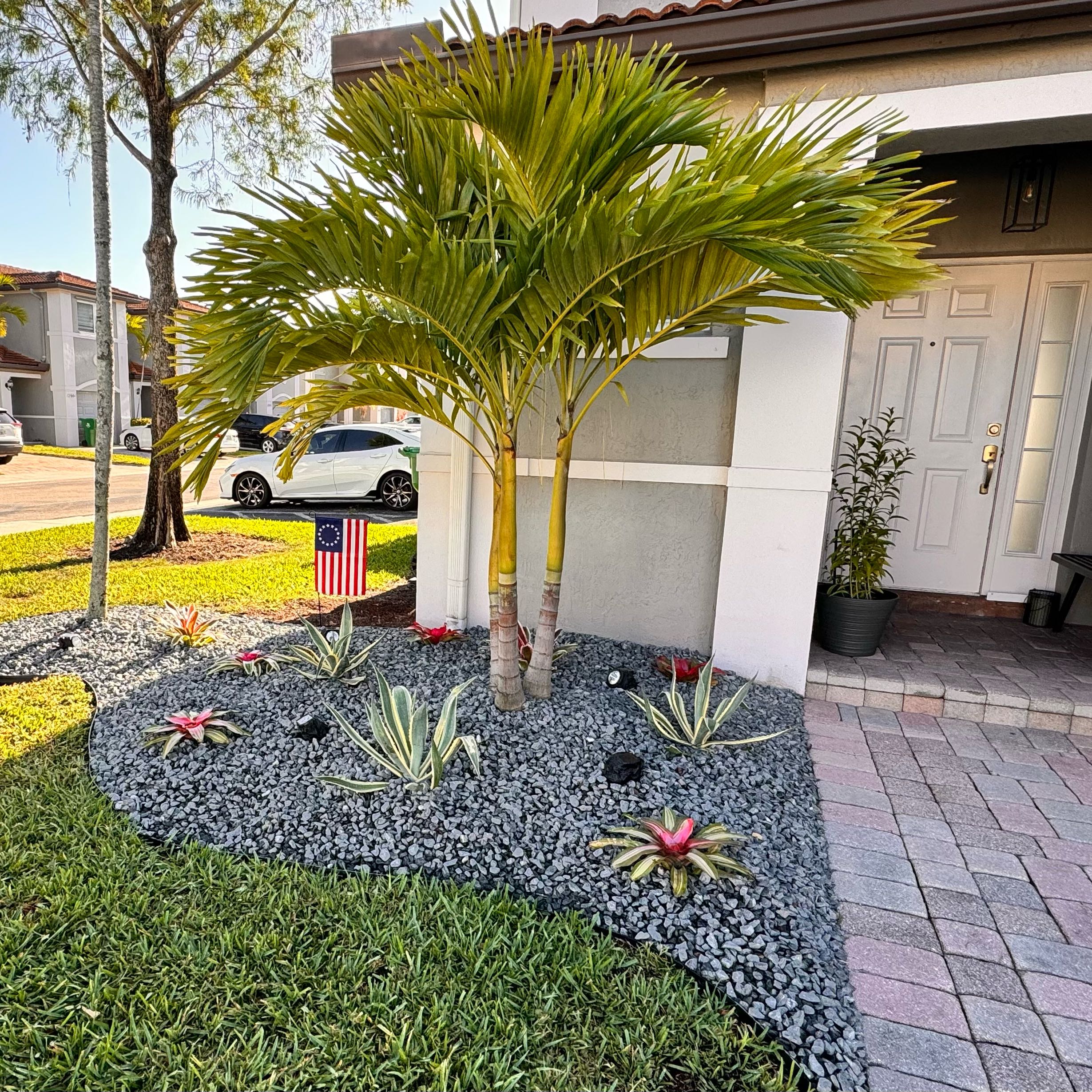 Christmas Palm