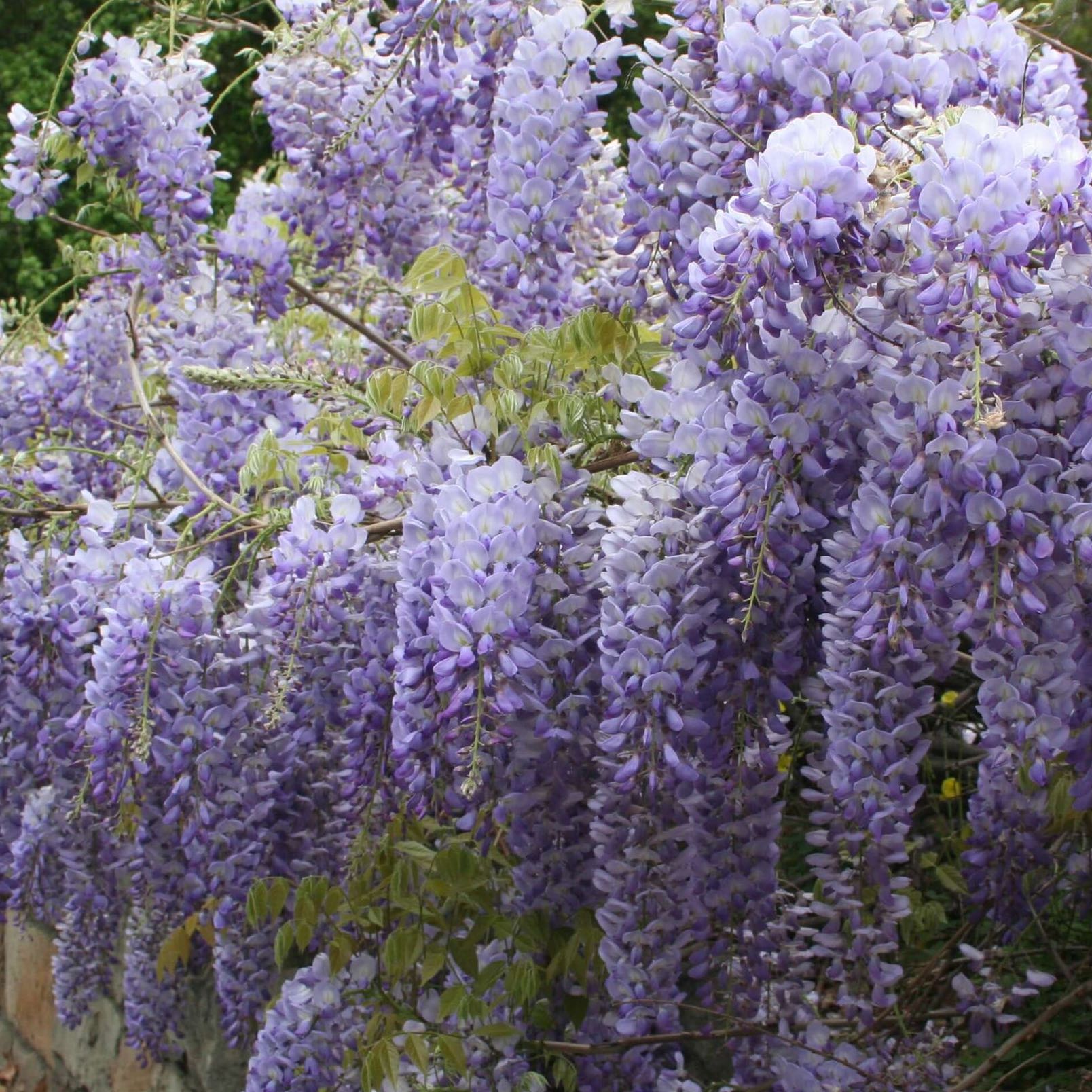 Chinese Wisteria