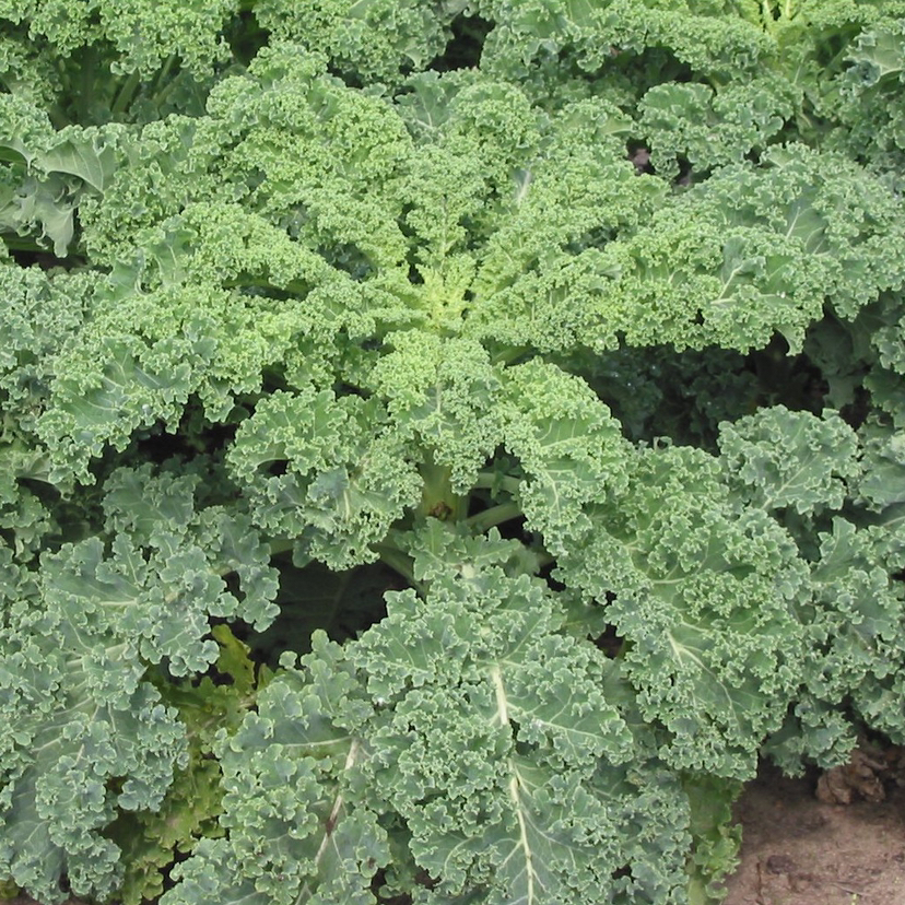 Kale