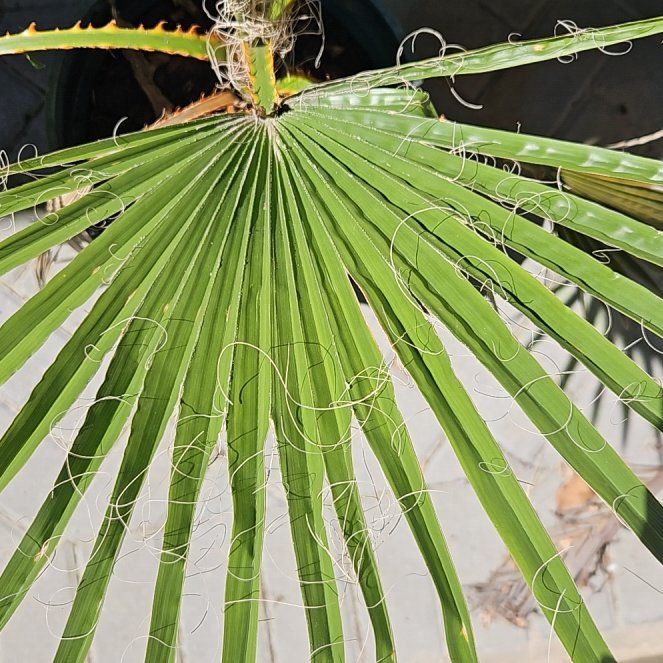 Mexican Fan Palm
