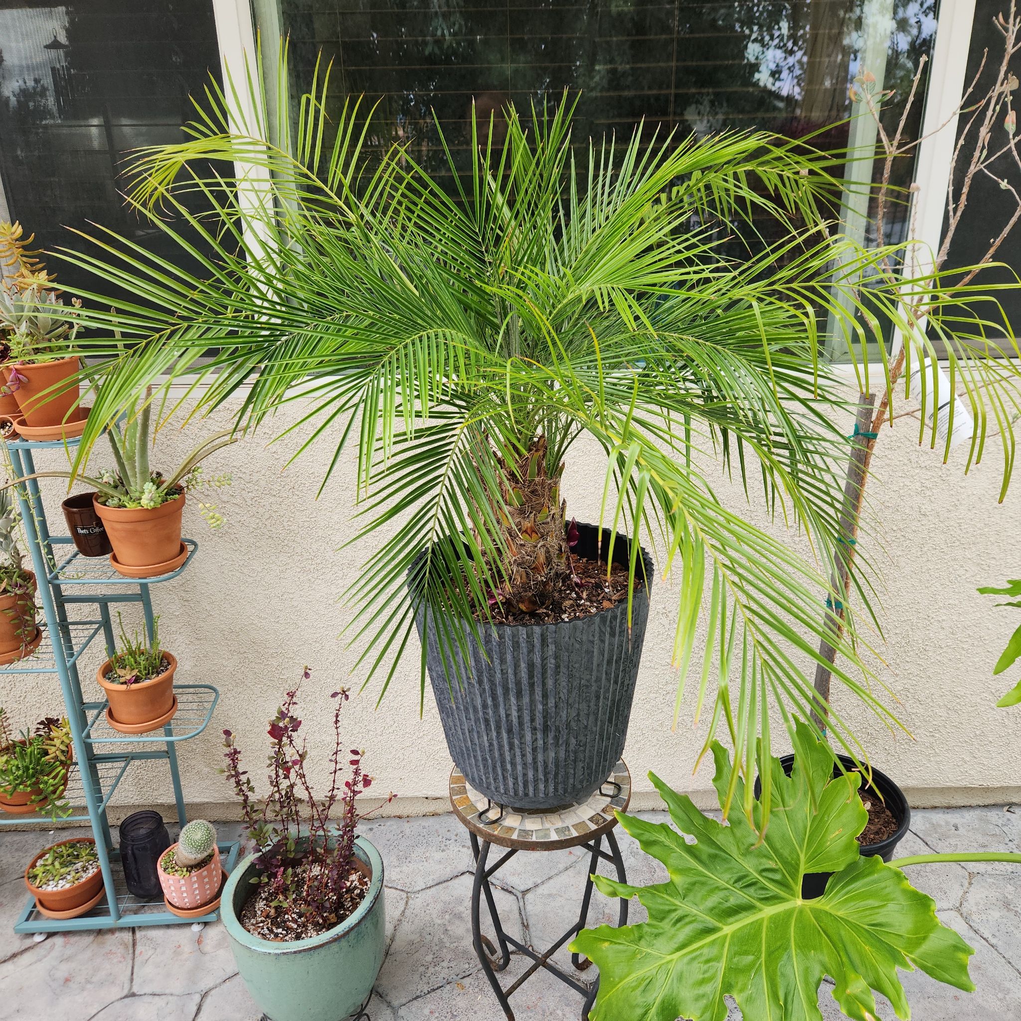 Pygmy Date Palm