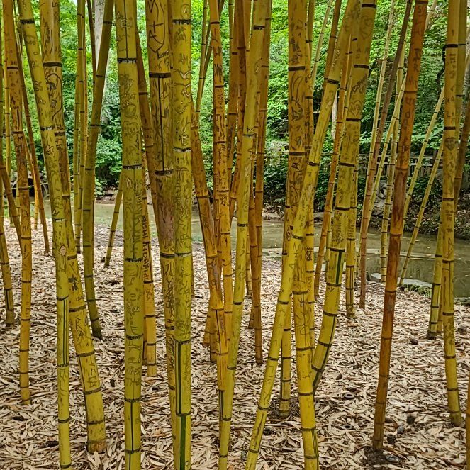 Common Bamboo