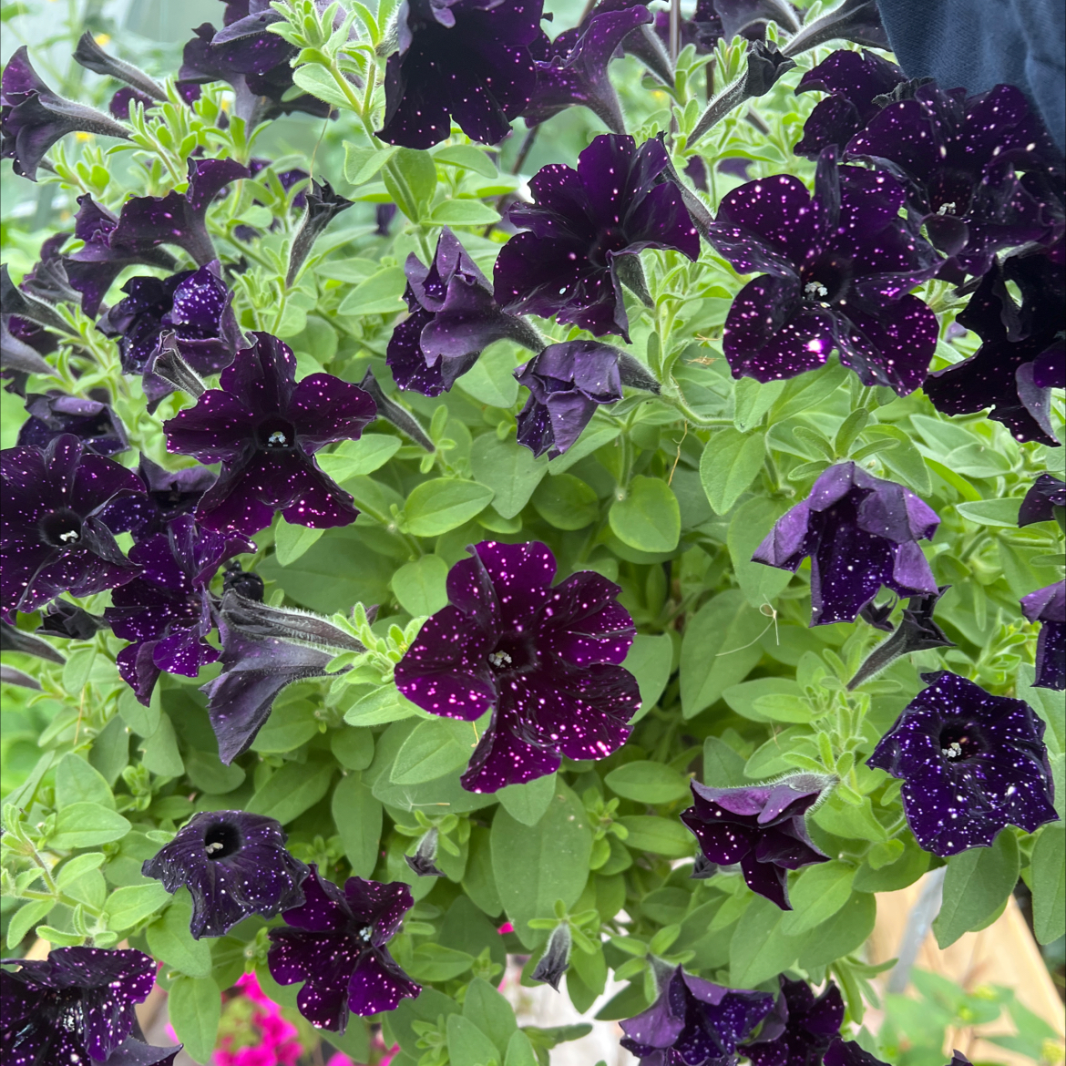 Petunia