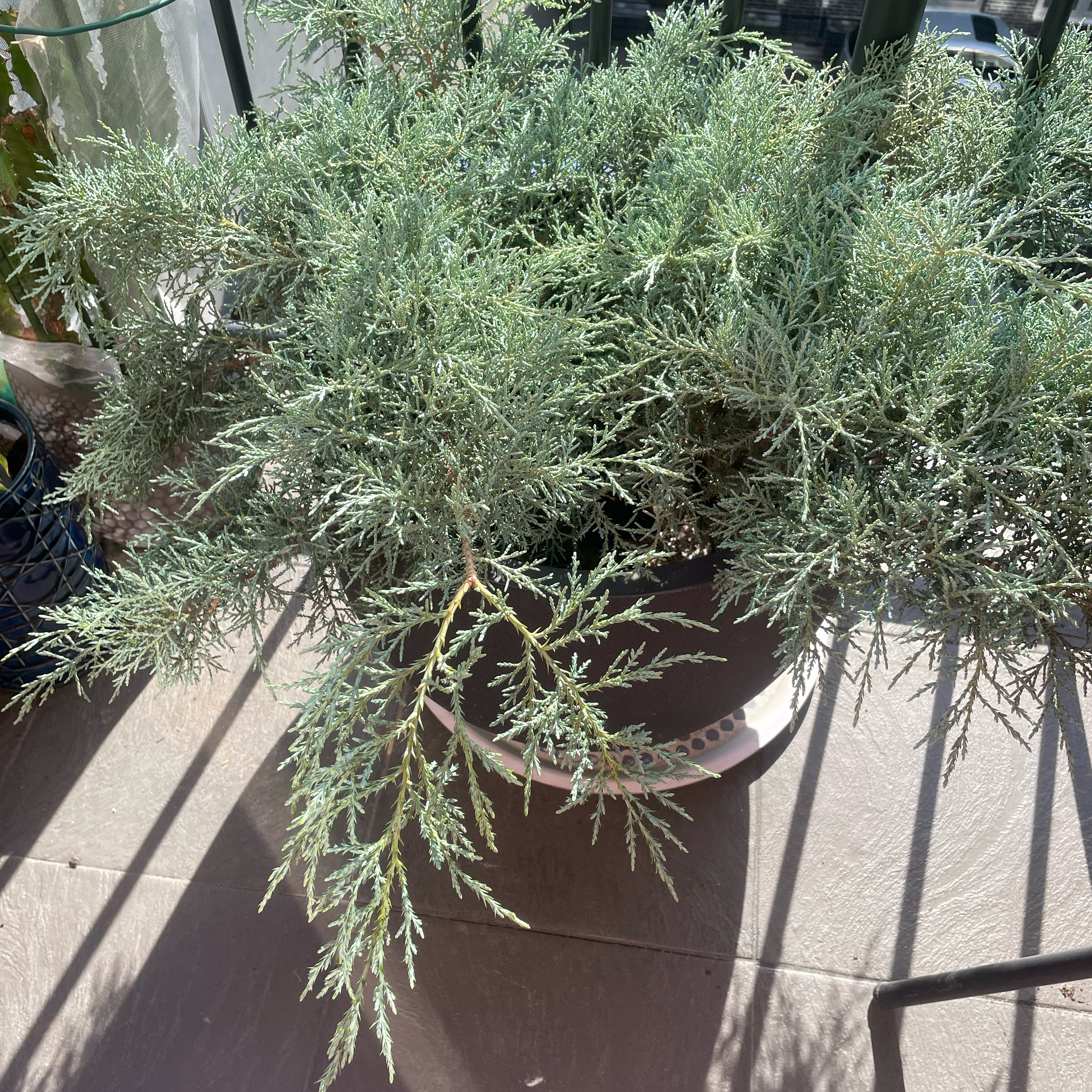 Blue Rug Juniper