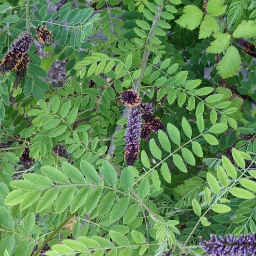 False Indigo