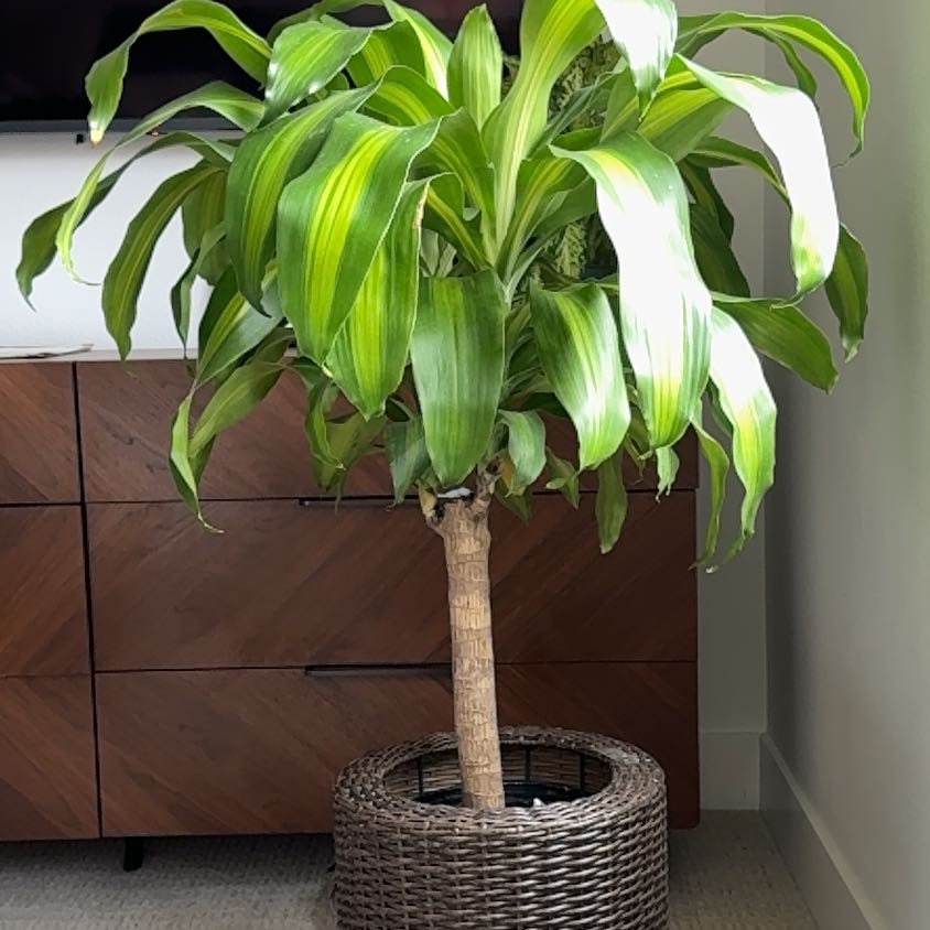 Dracaena Massangeana