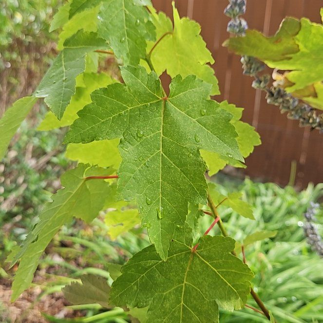 Drummond's Maple