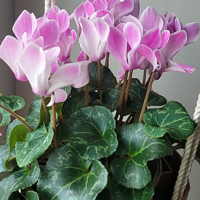 Persian Cyclamen