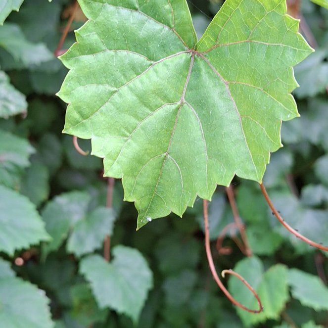 Muscadine Grape