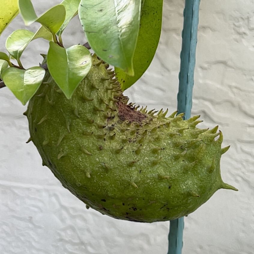 Soursop