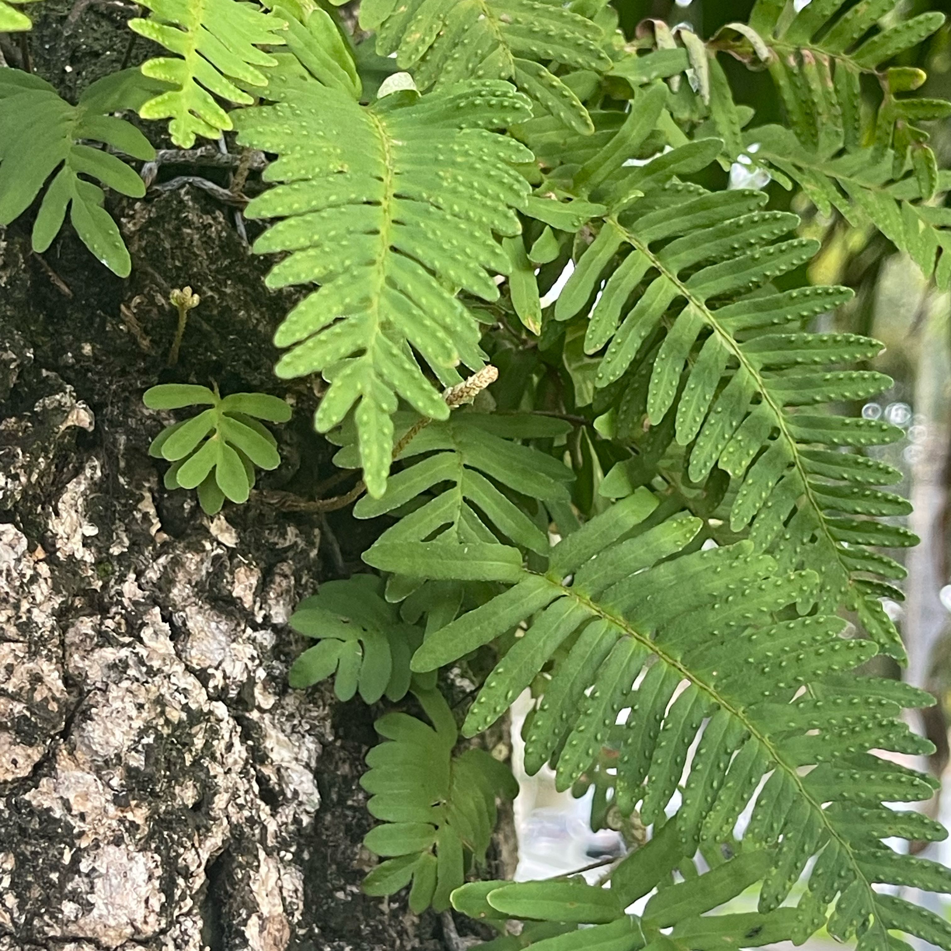 Resurrection Fern