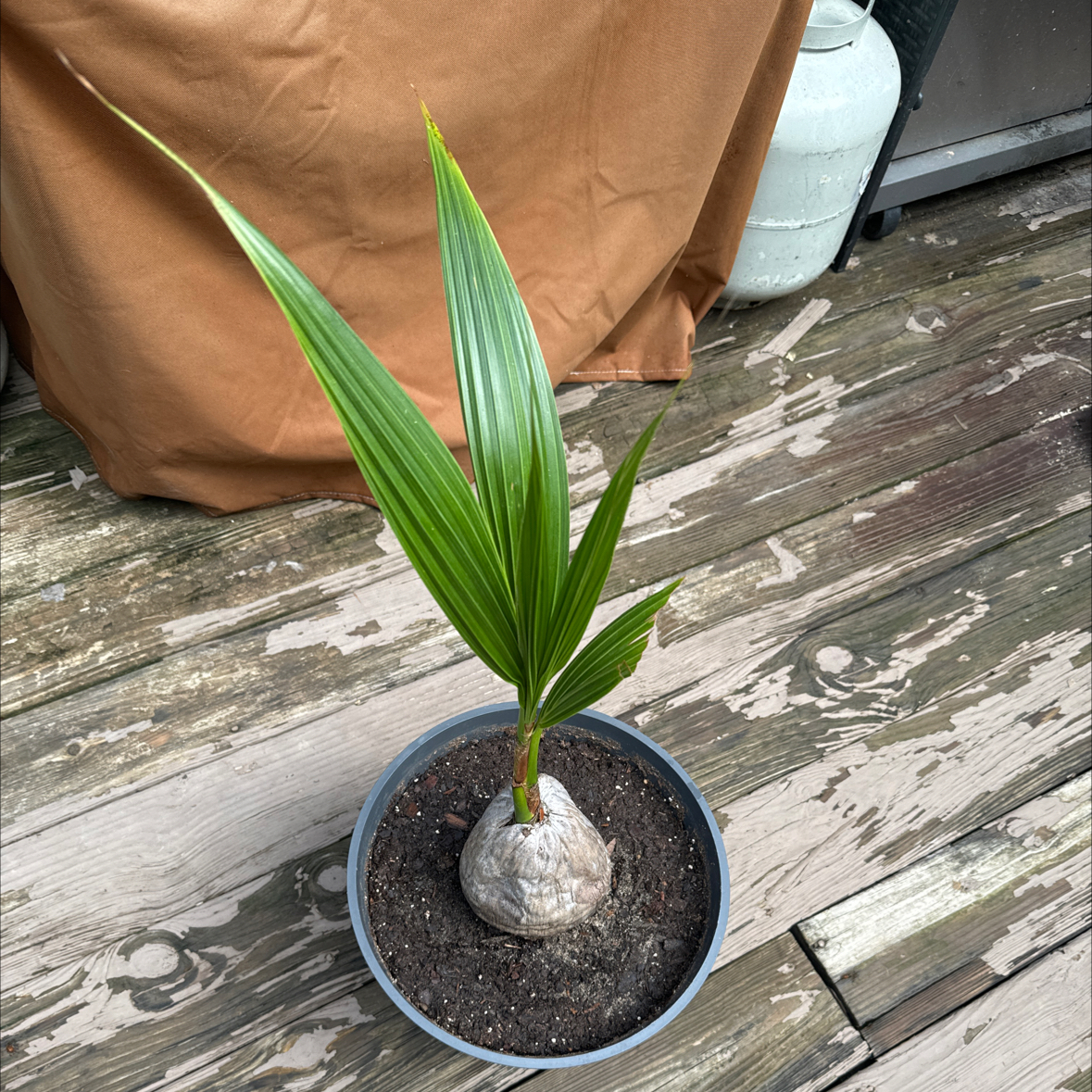 Coconut