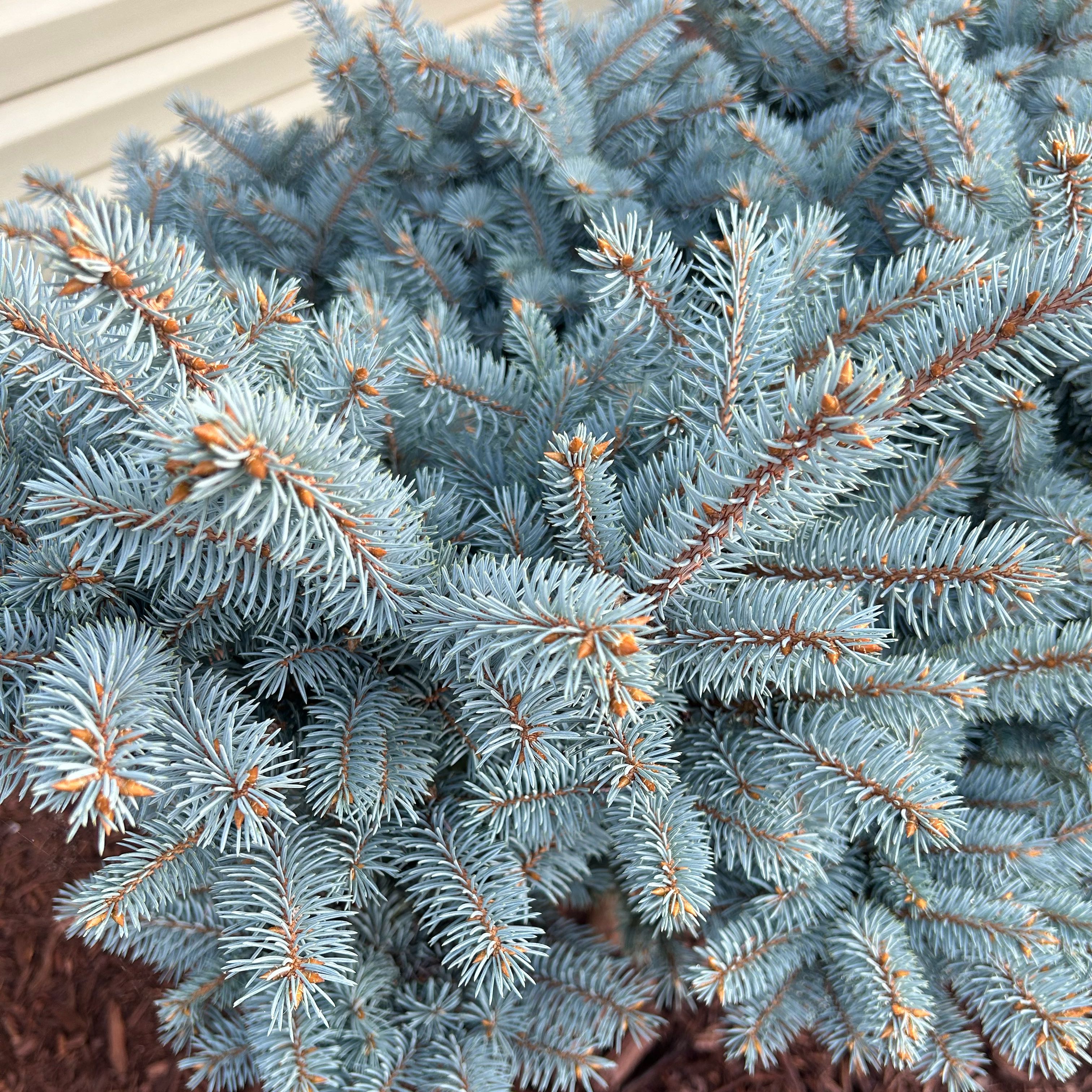 Blue Spruce