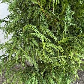 Leyland Cypress