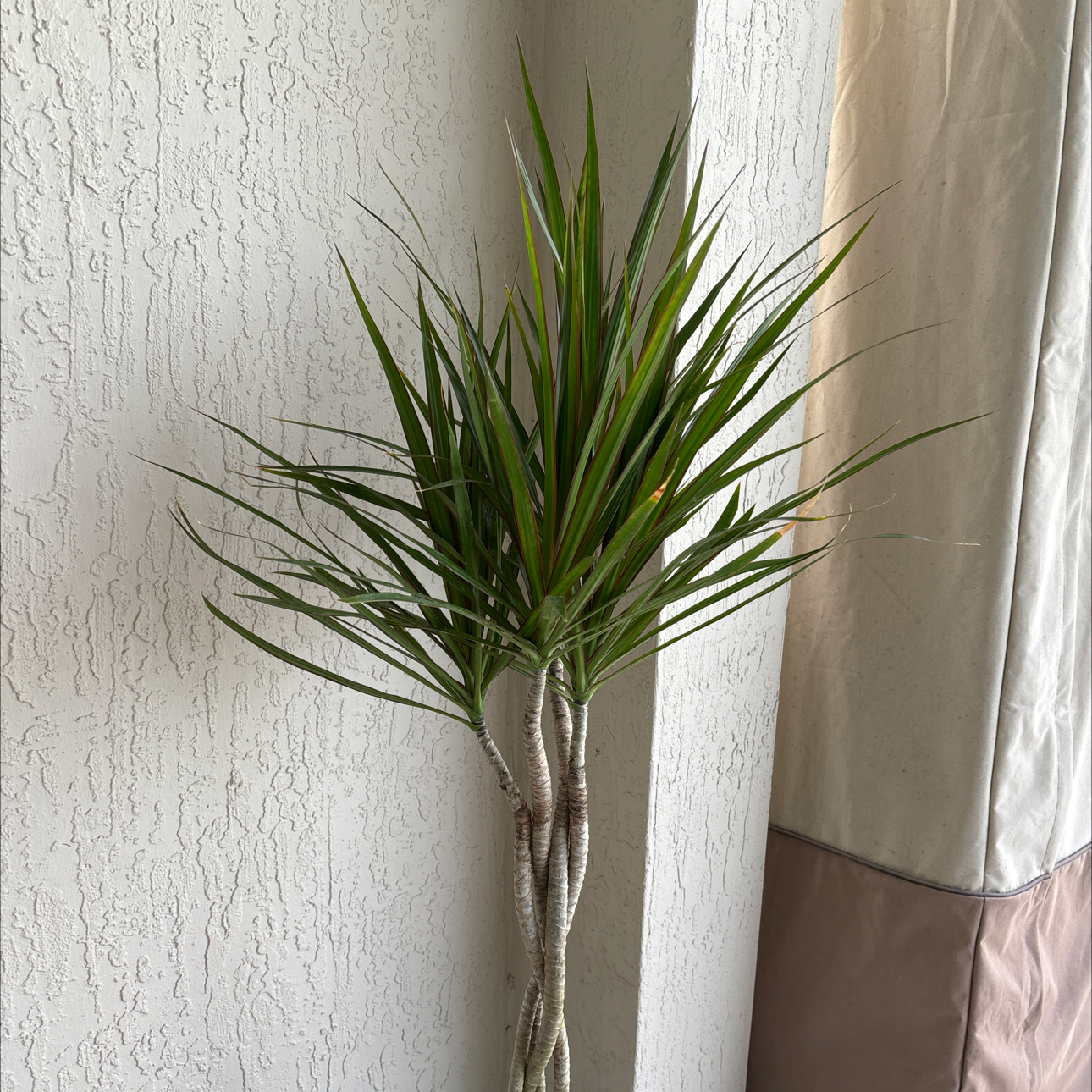 Dragon Tree