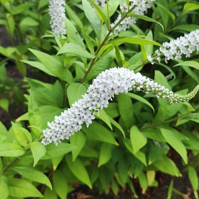 Gooseneck Loosestrife