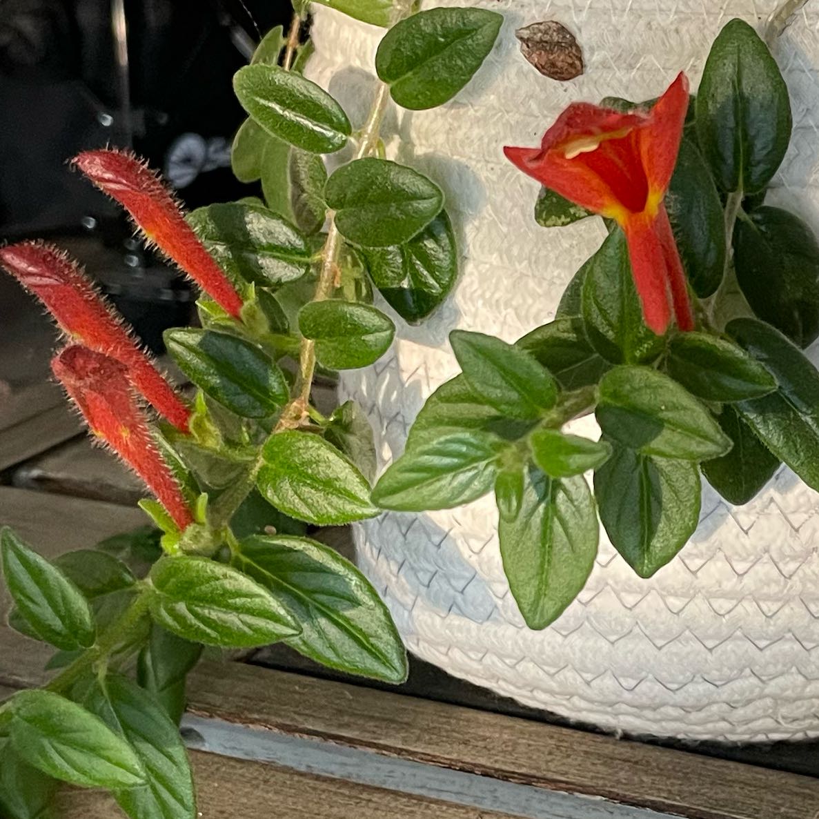 Goldfish Plant