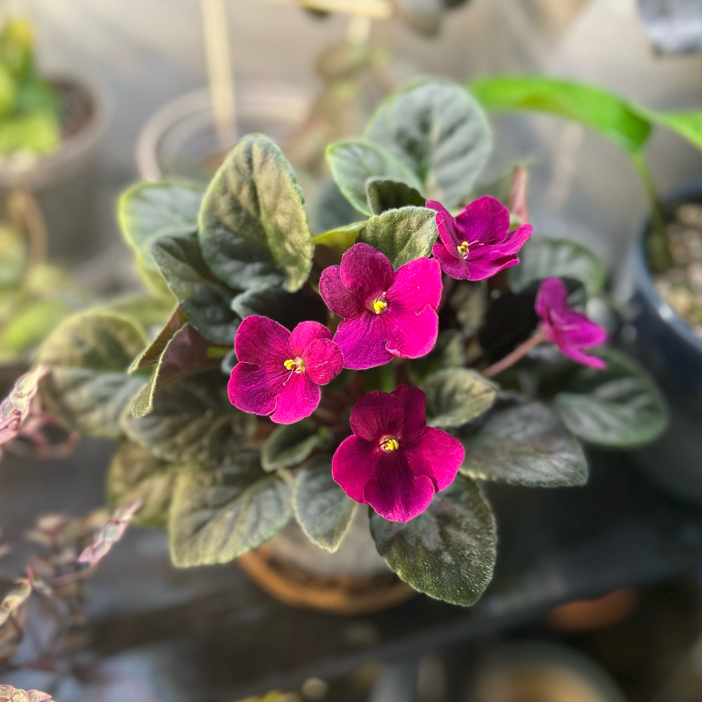 African Violet