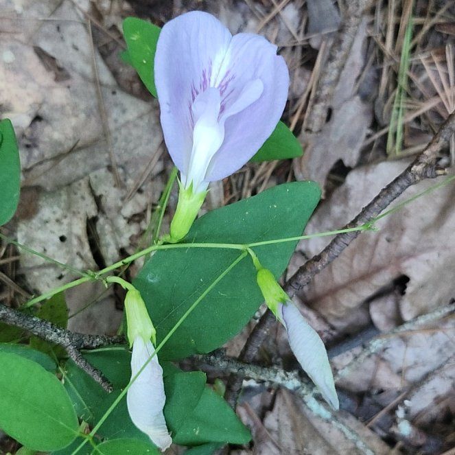 Butterfly Pea