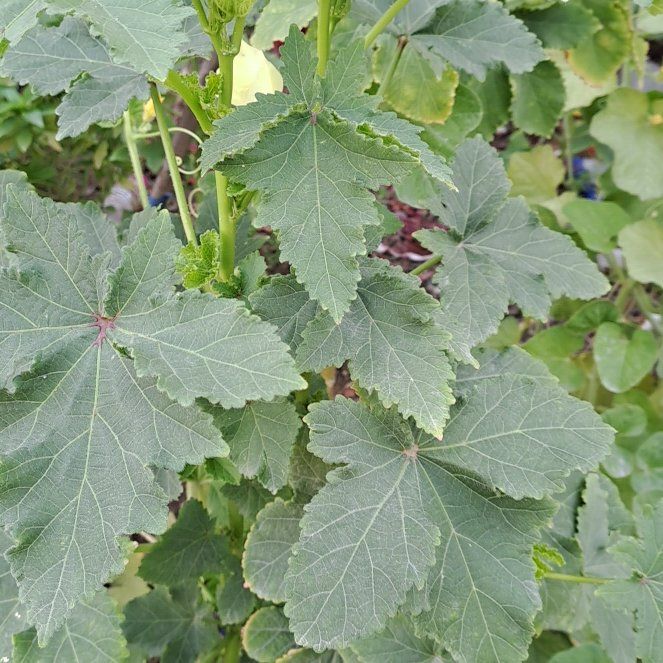 Okra