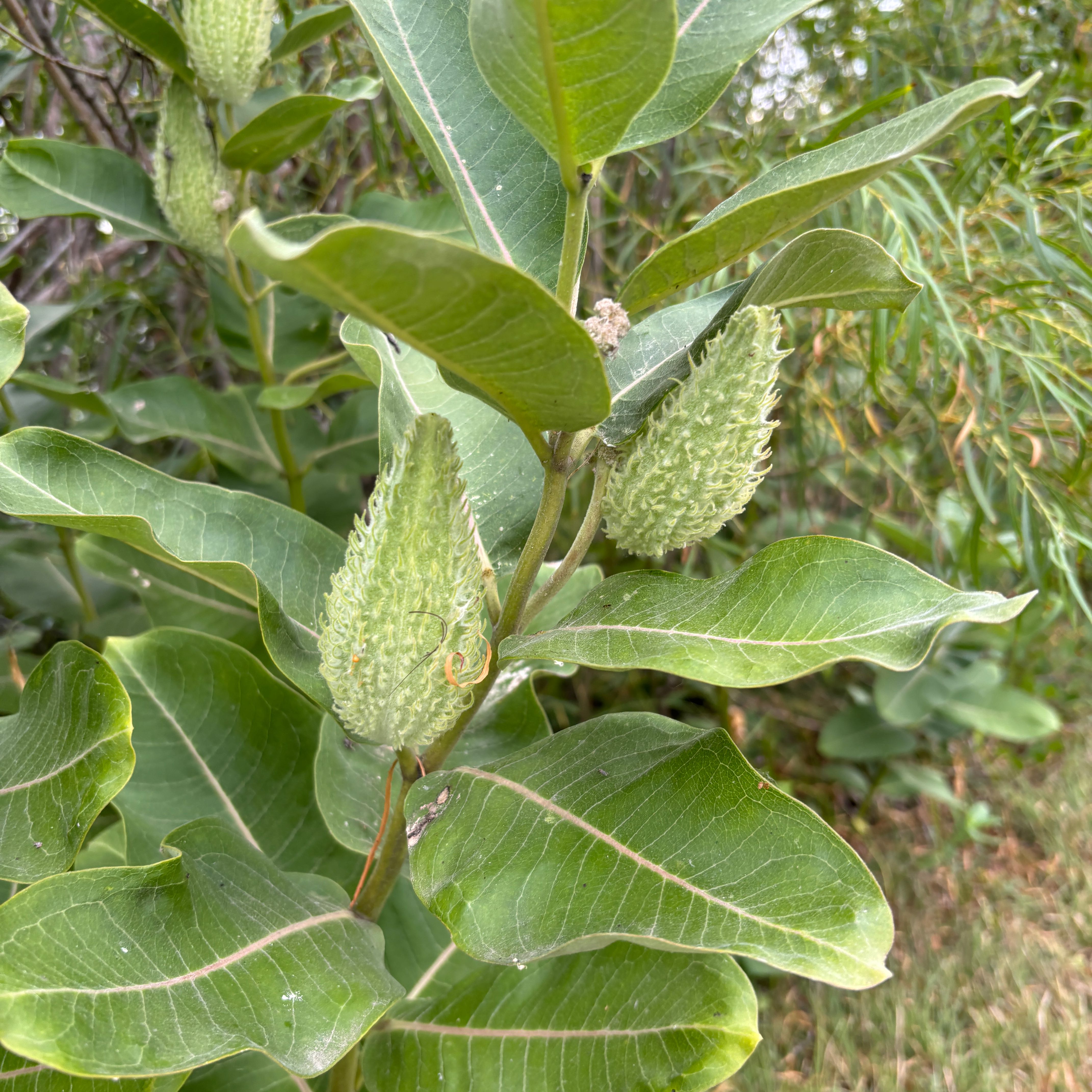 Common Milkweed