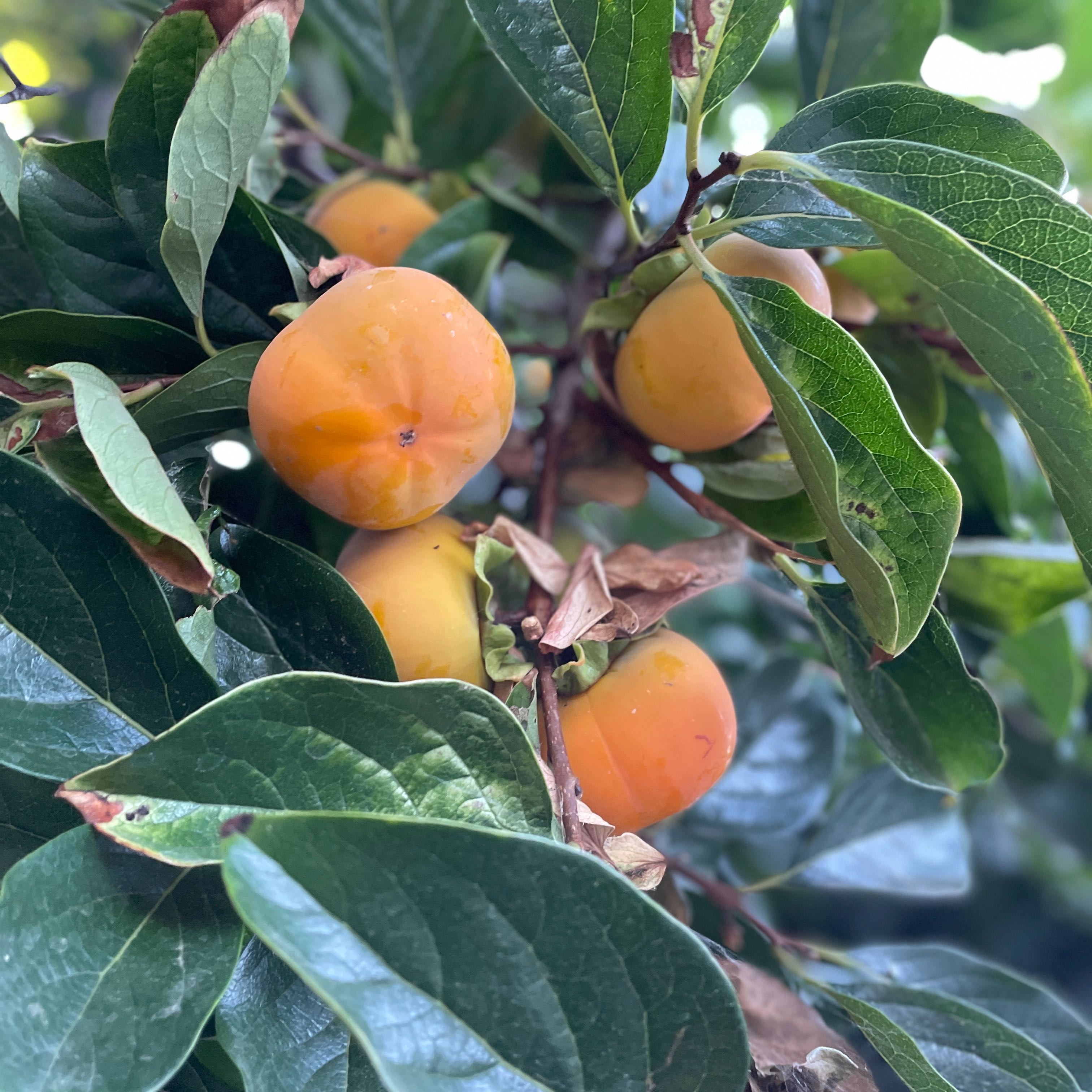 Japanese Persimmon