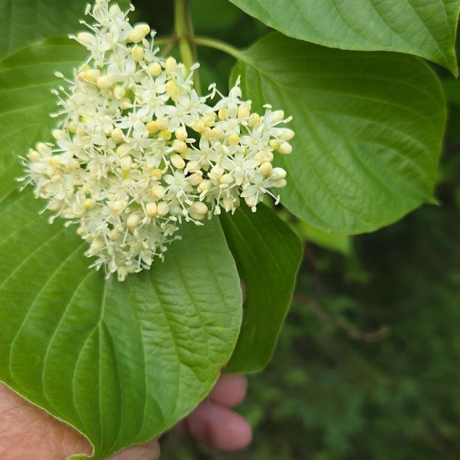 Western Dogwood