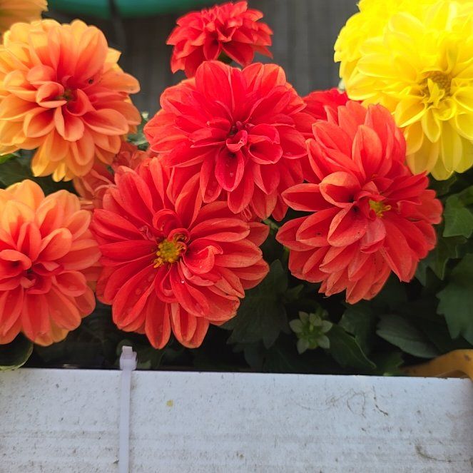 Garden Dahlia