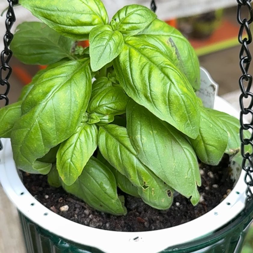 Sweet Basil