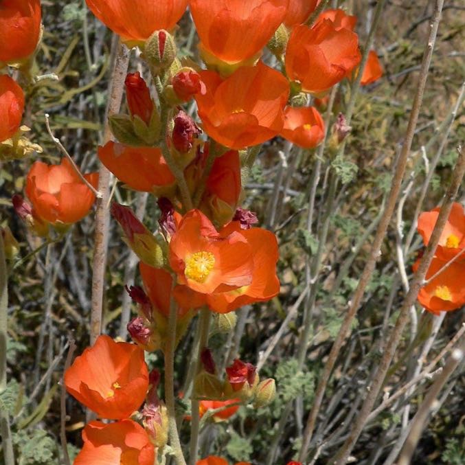 Desert Globemallow
