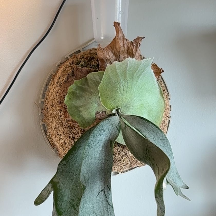 Staghorn Fern