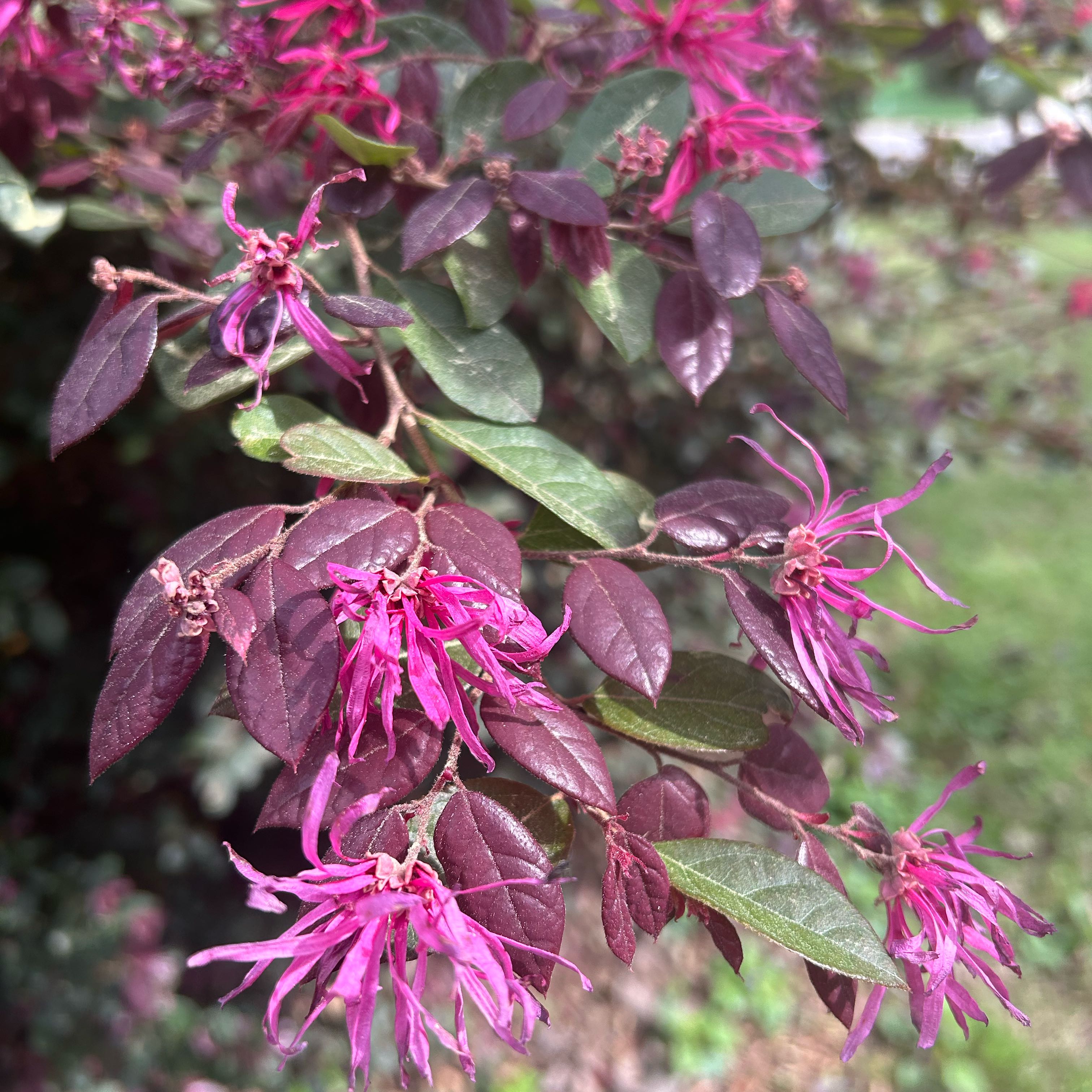 Chinese Fringe Flower