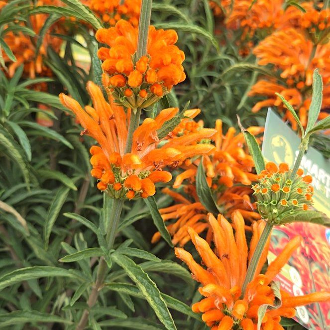Lion's Ear